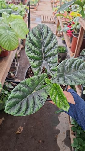 Alocasia sinuata en Guadalupe, Nuevo León
