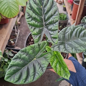 Alocasia sinuata