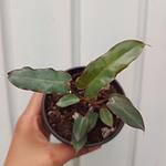 Philodendron Billietae Dark Form