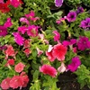 Petunias