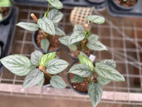 Philo Sodiroi en Tres Valles, Veracruz