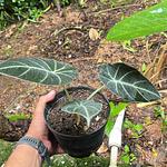 Alocasia Black Velvet