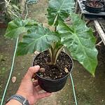 Alocasia Low Rider