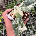Alocasia Melo