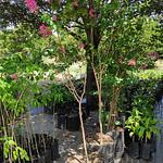 Árbol de Júpiter, Crespón