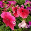 Petunias