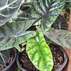 Alocasia sinuata