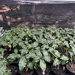 Alocasia Low Rider