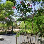 Árbol de Júpiter, Crespón