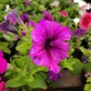 Petunias