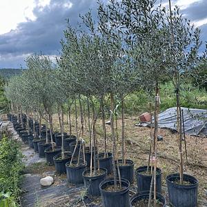 Olivo