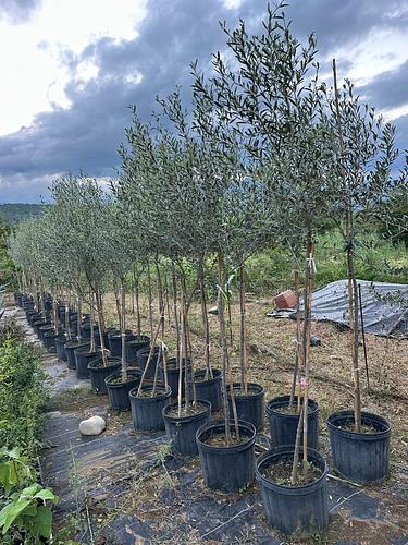 Olivo en Montemorelos, Nuevo León