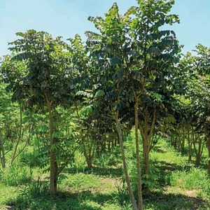 Tulipán Africano