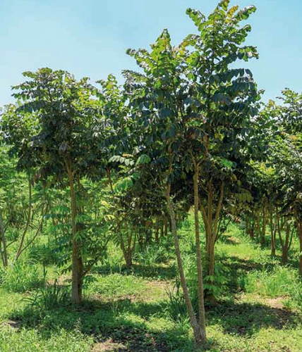 Tulipán Africano en Atlixco, Puebla
