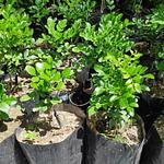 Árbol de Júpiter, Crespón