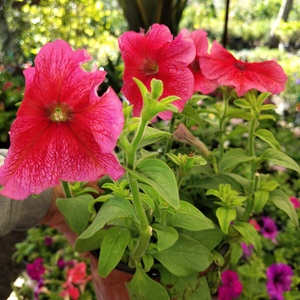 Petunias