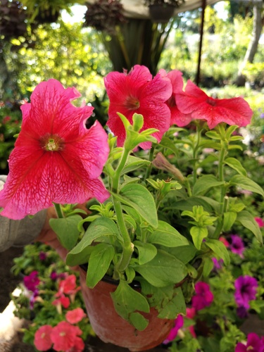 Petunias en Santiago, Nuevo León