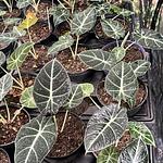 Alocasia Black Velvet