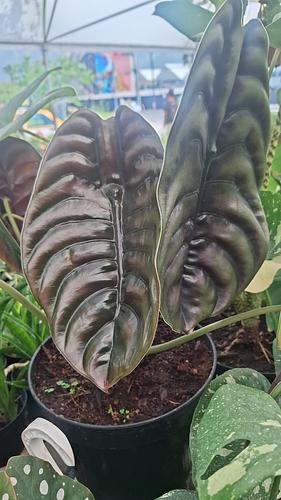 Alocasia Cuprea en Guadalupe, Nuevo León