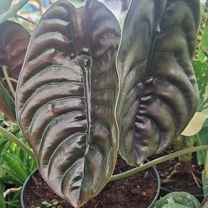 Alocasia Cuprea
