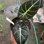Alocasia Black Velvet