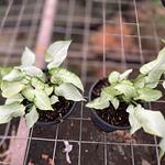 Syngonium Reyes Magos