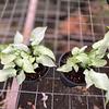 Syngonium Reyes Magos