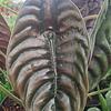 Alocasia Cuprea