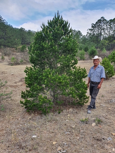 Pino Piñonero en Galeana, Nuevo León