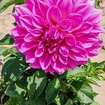 Bulbo de Dalias