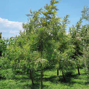 Grevillea/gravilea