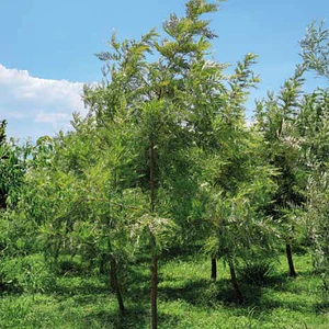 Grevillea/gravilea