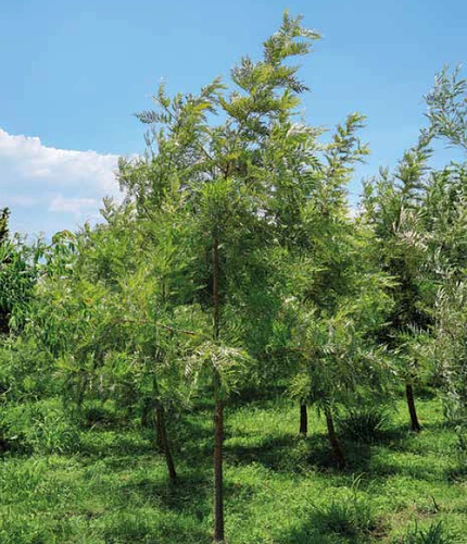 Grevillea/gravilea en Atlixco, Puebla