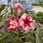 Rosa del Desierto