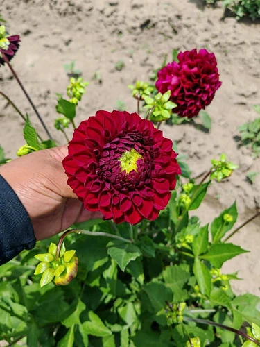 Bulbo de Dalias en San Martin Texmelucan, Puebla