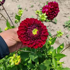 Bulbo de Dalias