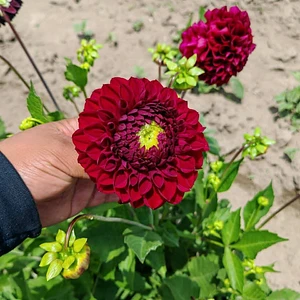 Bulbo de Dalias