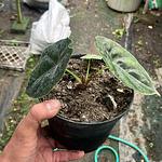 Alocasia Azlanii