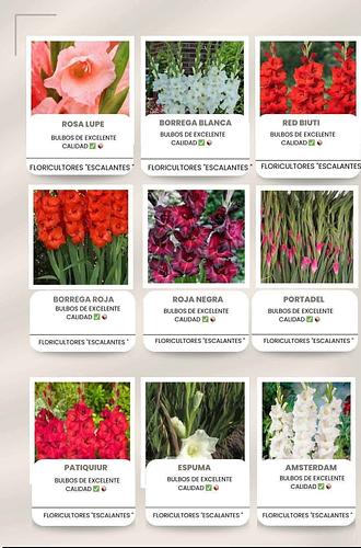 Bulbo de Gladiola en San Martin Texmelucan, Puebla