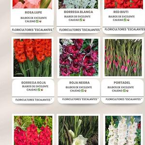 Bulbo de Gladiola