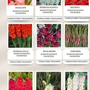 Bulbo de Gladiola