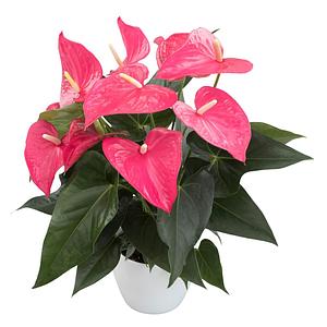Planta Anturio Rosa