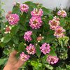 Lantana