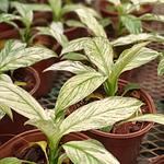 Sphatiphylum Sensation Variegado