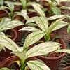 Sphatiphylum Sensation Variegado