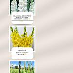 Bulbo de Gladiola