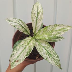 Sphatiphylum Sensation Variegado