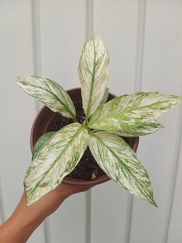 Sphatiphylum Sensation Variegado en Berriozábal, Chiapas