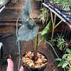 Alocasia Manto Morado