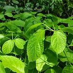 Guayacan Amarillo (Primavera)